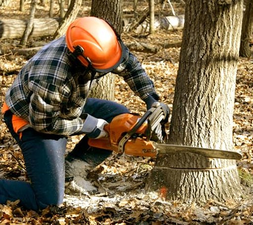 Tree Removal in Tarawa Terrace, NC